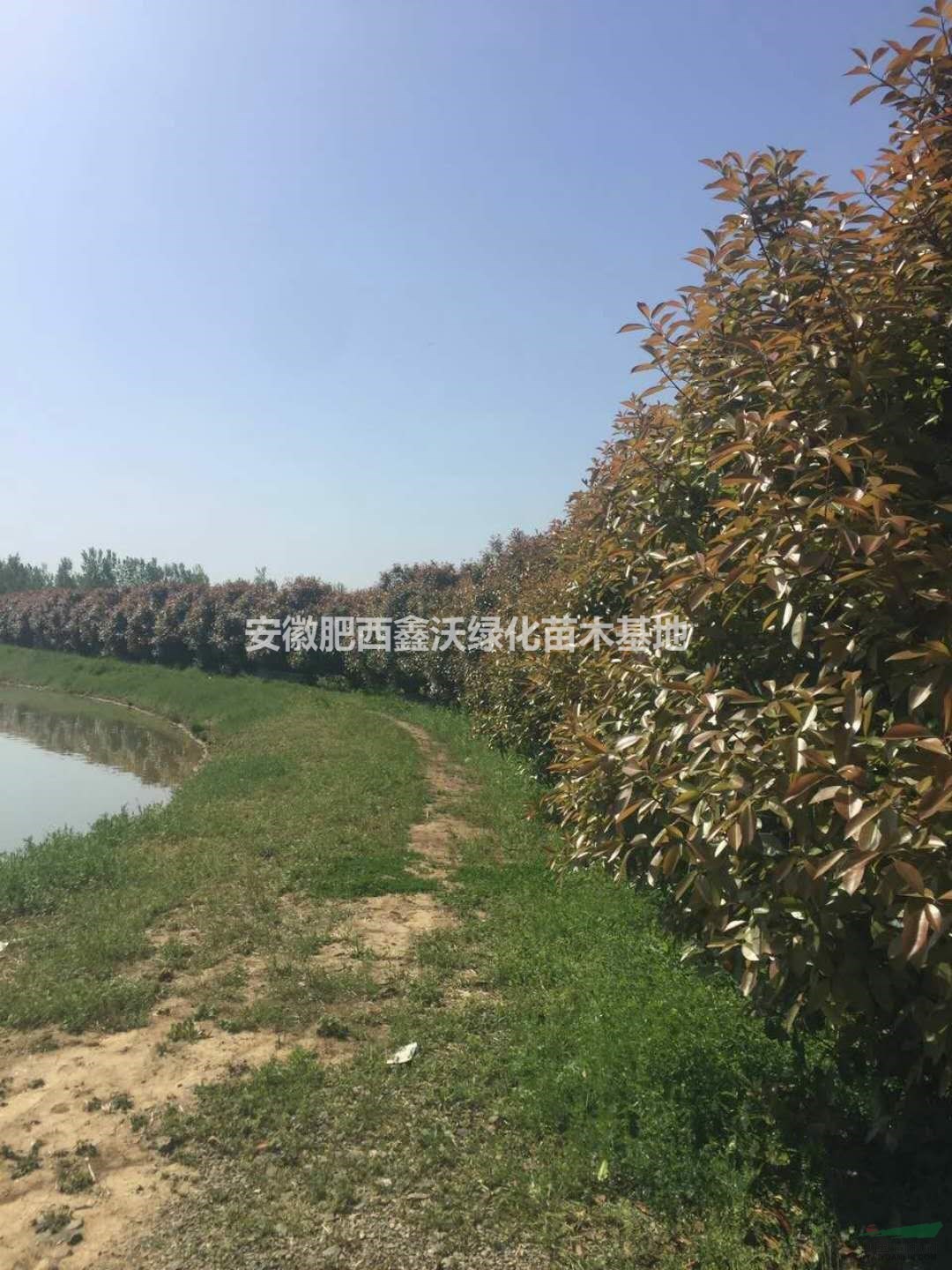 各種規(guī)格中華石楠出售