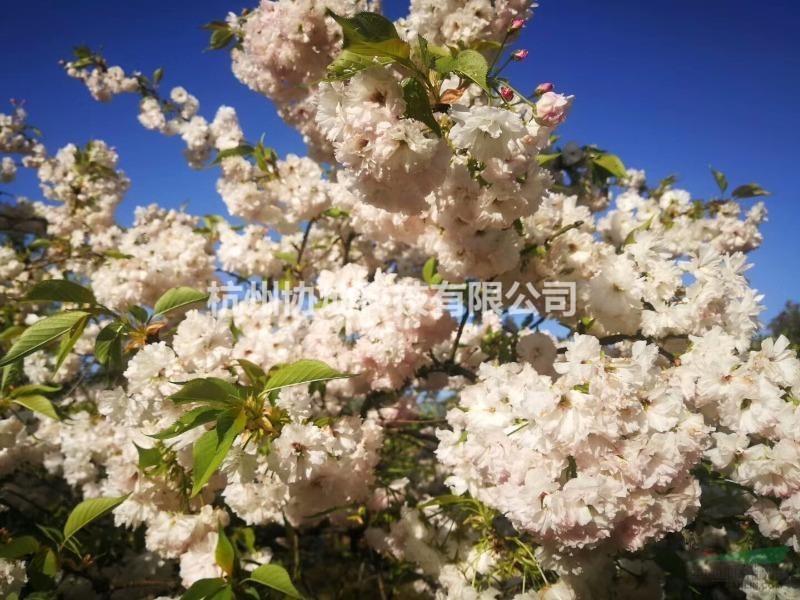 供應晚櫻優品普賢象與菊花櫻7到12公分