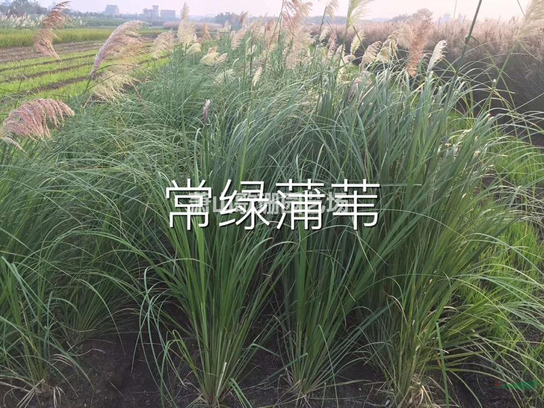 常綠蒲葦，蒲葦，蘆葦，花葉蘆葦，水生植物