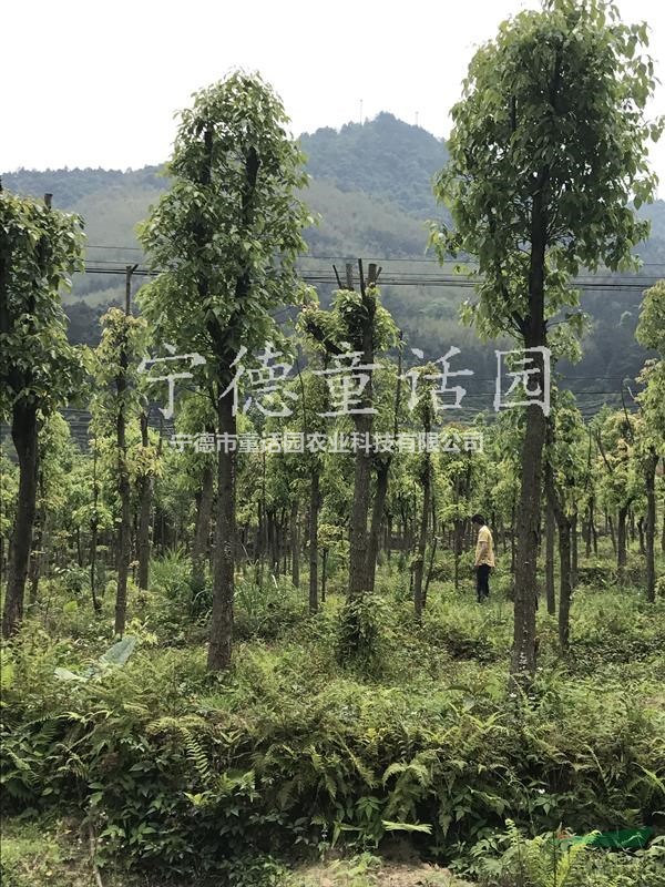 香樟樹，胸徑7-26公分香樟樹