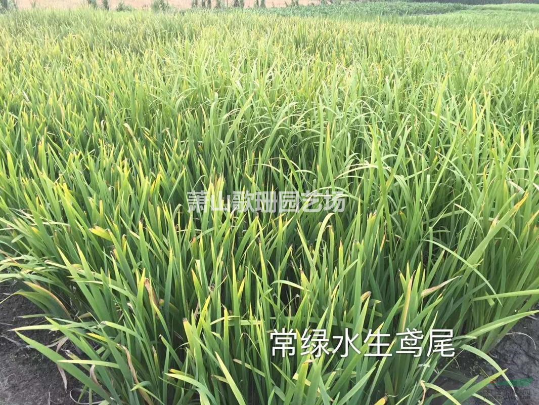 常綠水生鳶尾，千屈菜.馬藺.狼尾草.水生美人蕉.聚草、萍逢草