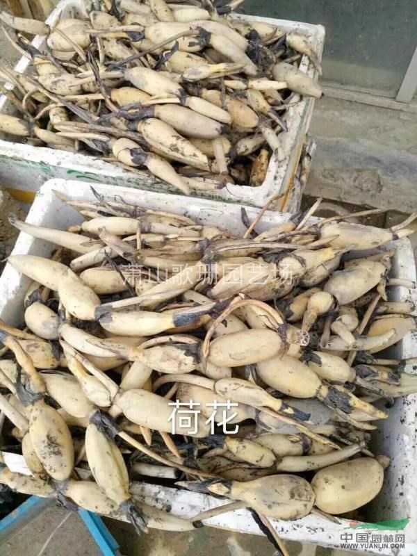 荷花，千屈菜，菖蒲，美人蕉，鳶尾