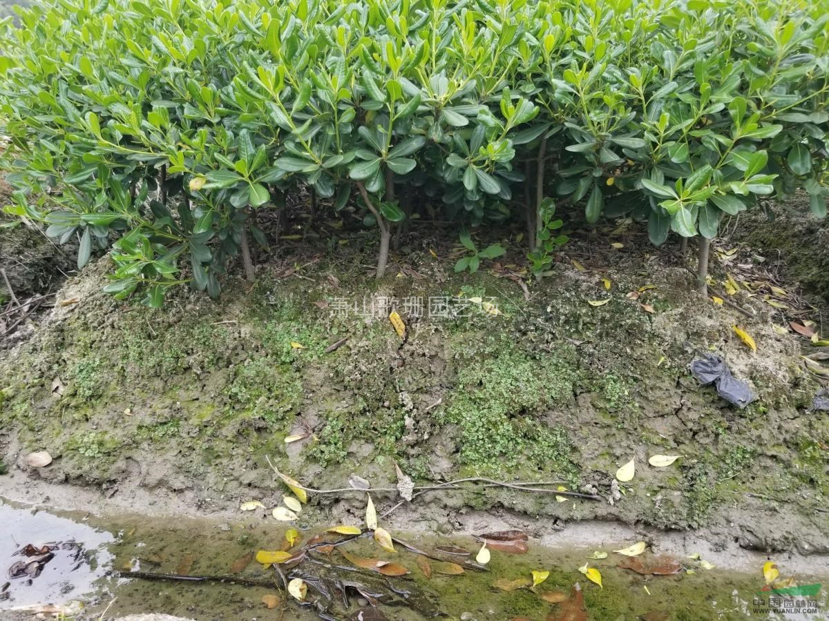 供應(yīng)海桐色塊，小杯，毛球，球類