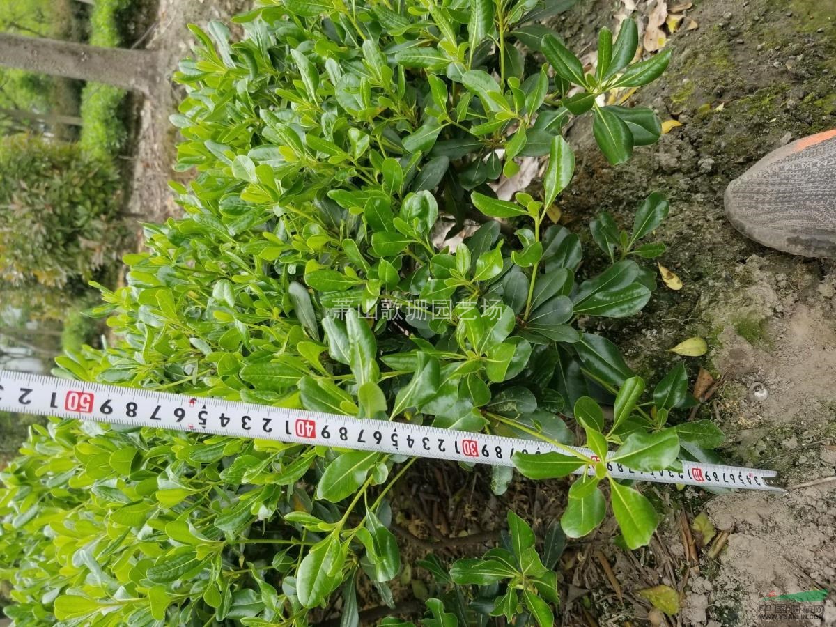 供應(yīng)海桐色塊，小杯，毛球，球類