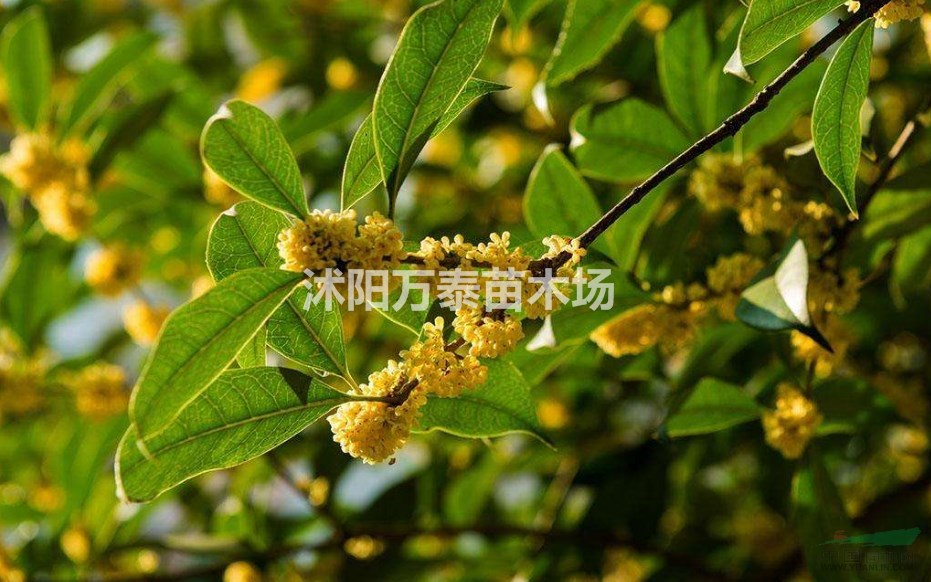 桂花價格、桂花供應(yīng)、桂花批發(fā)