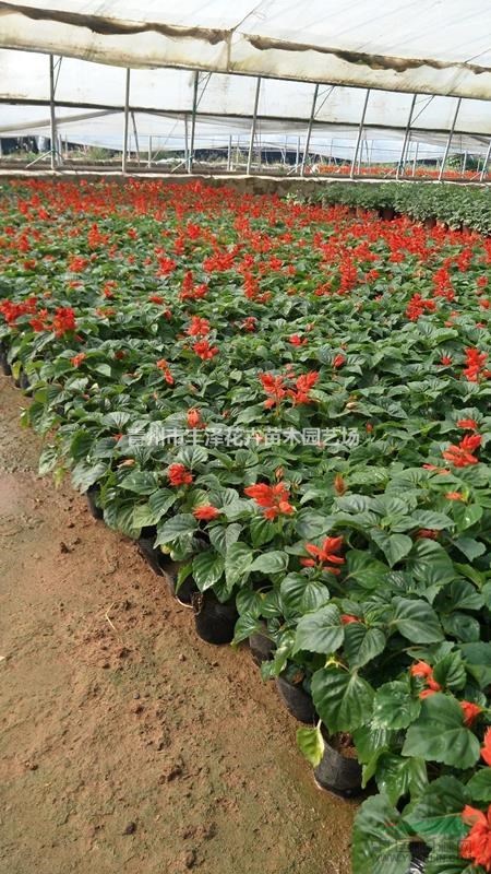 青州市一串紅種植基地