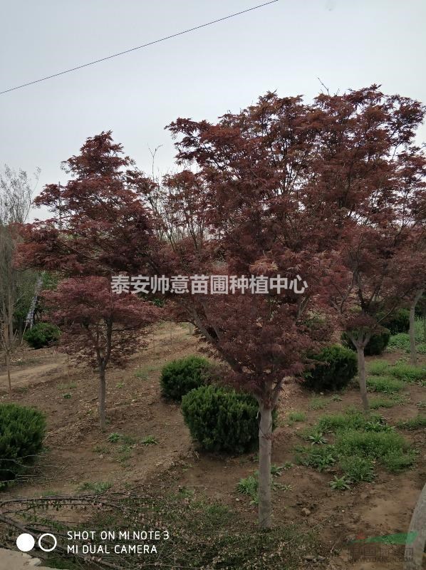 3到12公分的红枫上市了， 红枫图片， 红枫图片，红枫种植户
