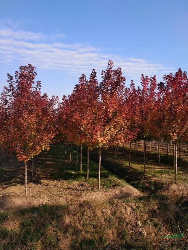 1-10公分美國紅楓，紅點紅楓
