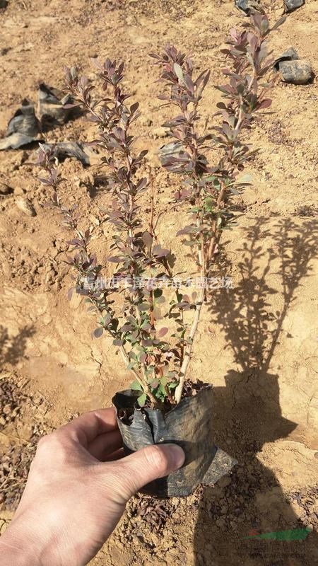 紅葉小檗種植基地