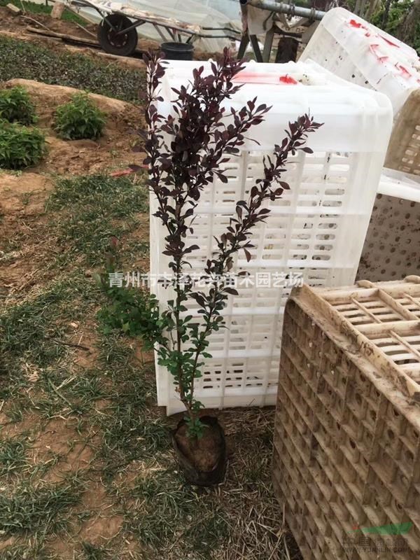 紅葉小檗種植基地