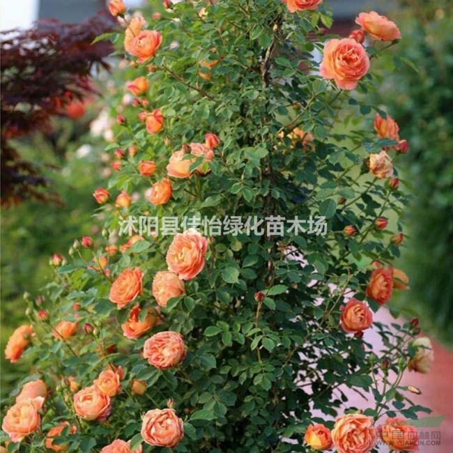 供應(yīng)夏洛特夫人月季 夏洛特盆栽月季 月季工程苗小苗 盤栽月季