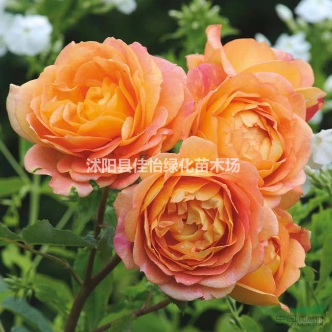 供應(yīng)夏洛特夫人月季 夏洛特盆栽月季 月季工程苗小苗 盤栽月季