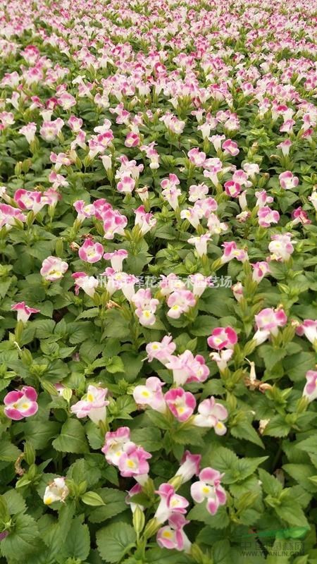 夏堇