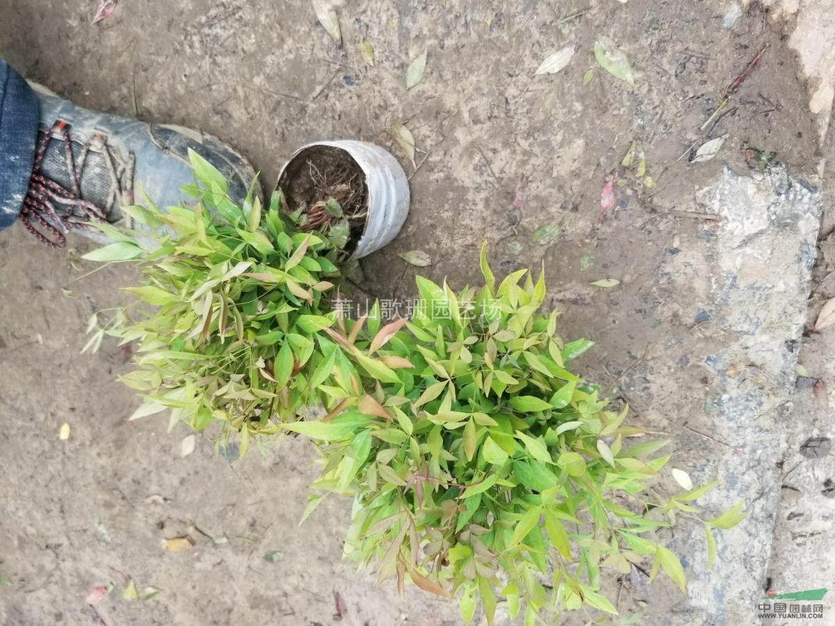 南天竹小苗，色塊，小杯，毛球供應(yīng)