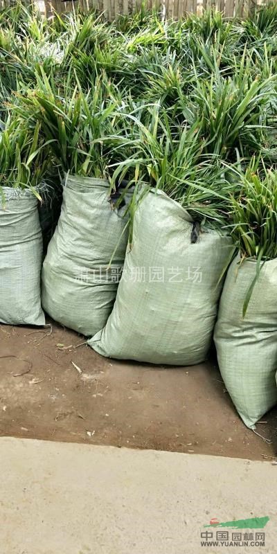 供應(yīng)吉祥草，金邊麥冬，金葉苔草，大花萱草，蘭花三七
