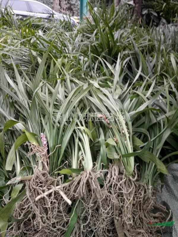 供應(yīng)吉祥草，金邊麥冬，金葉苔草，大花萱草，蘭花三七