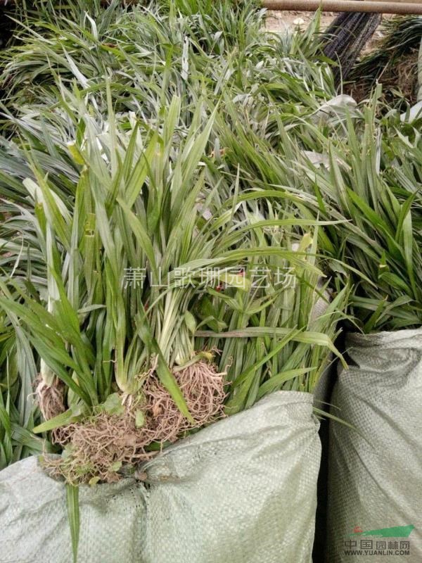 供應(yīng)吉祥草，金邊麥冬，金葉苔草，大花萱草，蘭花三七