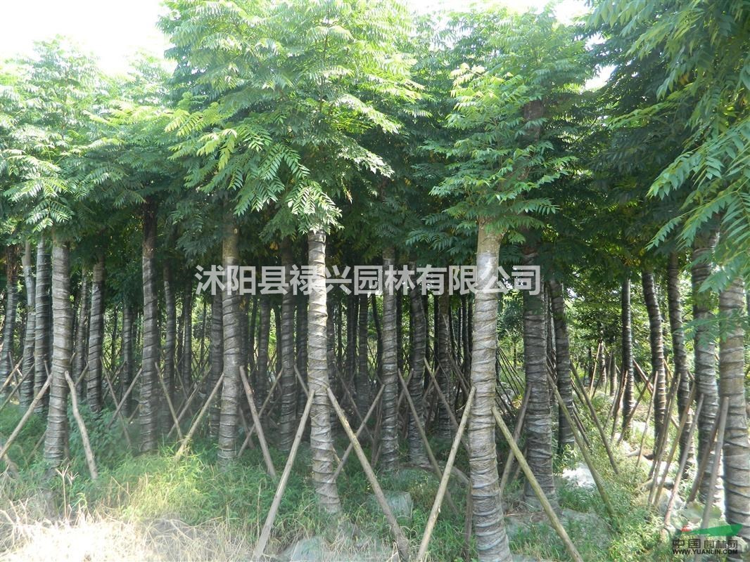 櫸樹去哪買 櫸樹苗木基地 量大優(yōu)惠