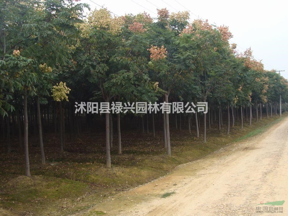 櫸樹去哪買 櫸樹苗木基地 量大優(yōu)惠