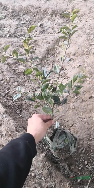 大量供應(yīng)茶梅小毛球