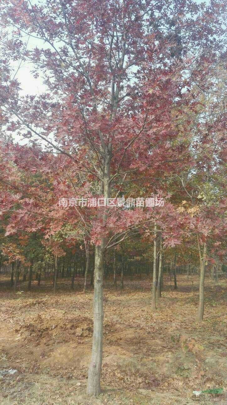 北美紅櫟