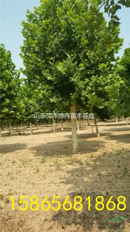 20公分速生法桐2018年4月份山東地區(qū)各供應(yīng)商報(bào)價(jià)