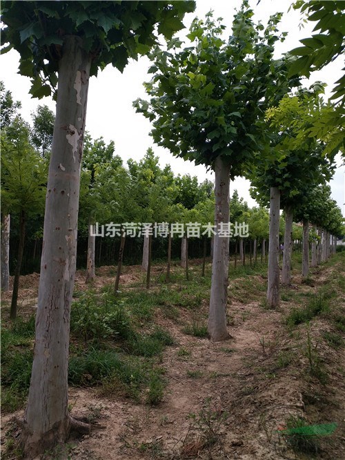 20公分速生法桐2018年4月份山東地區(qū)各供應(yīng)商報(bào)價(jià)