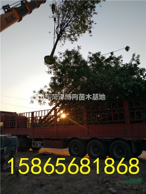2018年4月份國槐樹價格行情