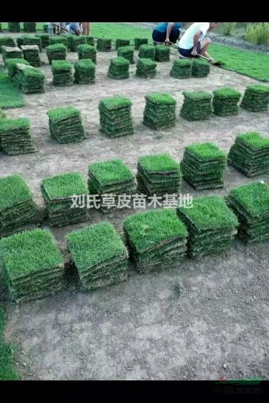 如何正確選用草坪除草劑2？