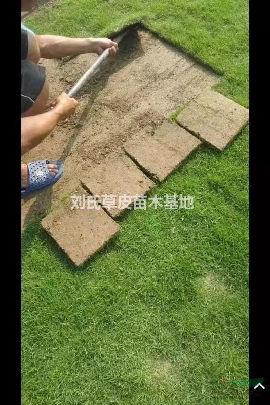 如何正確選用草坪除草劑2？