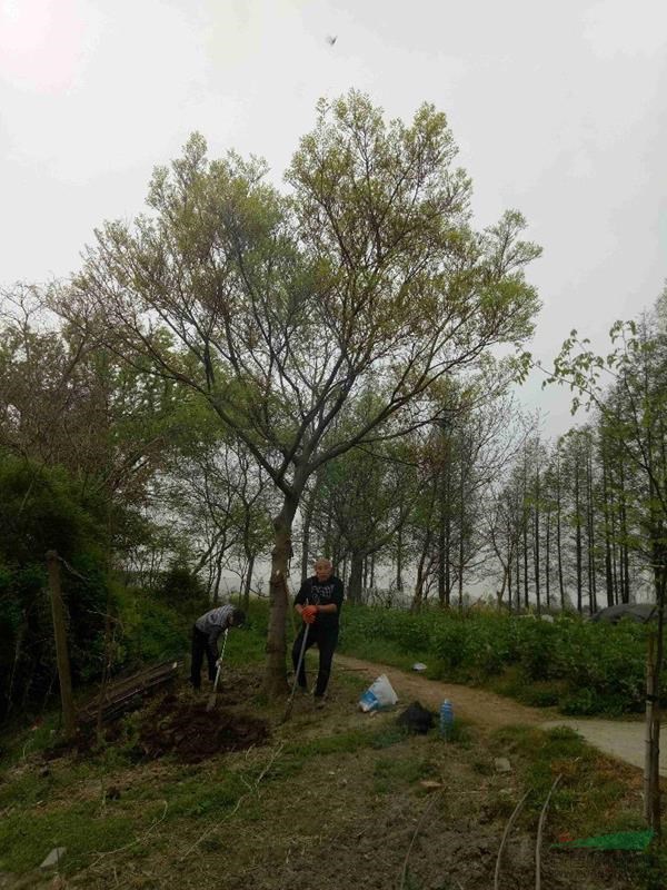 江蘇蘇州地區(qū)25公分樸樹....30公分樸樹