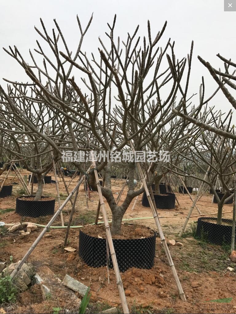 雞蛋花 各種規(guī)格雞蛋花 福建雞蛋花