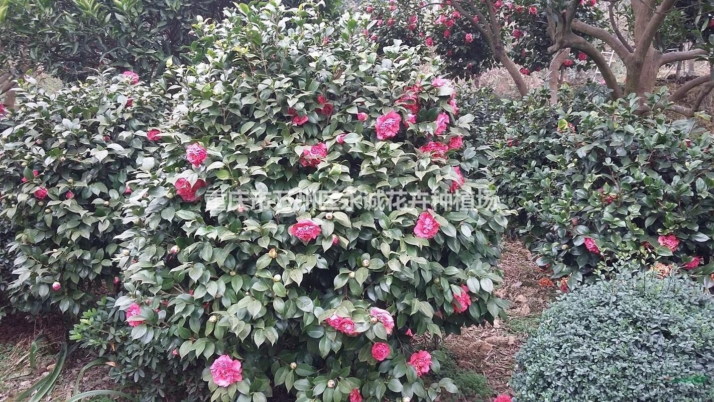 大量供應(yīng)茶花樹(shù)、苗