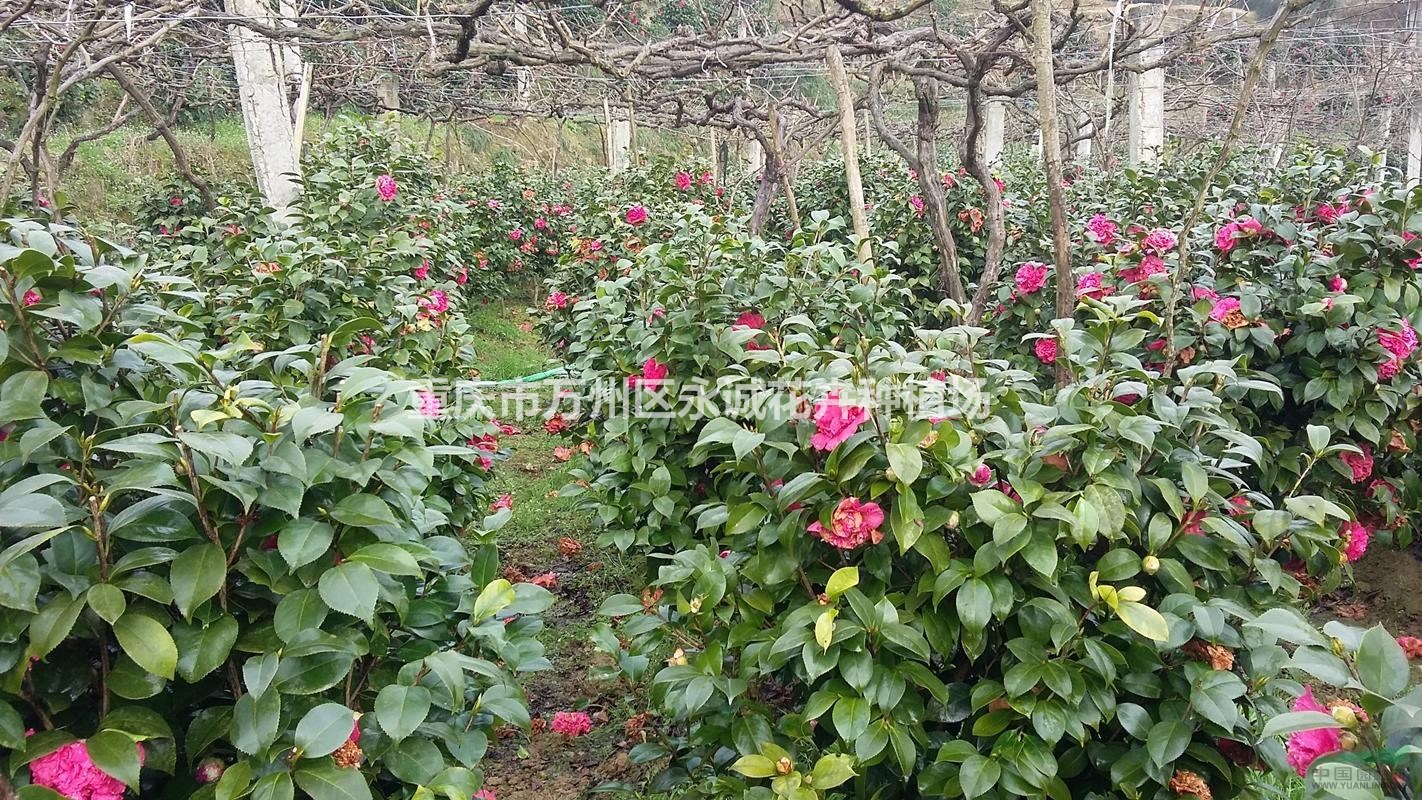 大量供應(yīng)茶花樹(shù)、苗