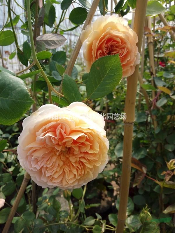 歐洲月季 藤本月季 基地直銷 物美價(jià)廉