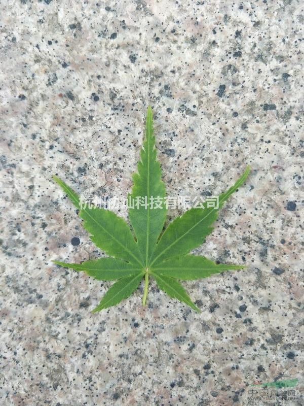 供精品雞爪槭紅梅紅楓紅葉李紅葉石楠櫻花垂絲海棠桂花