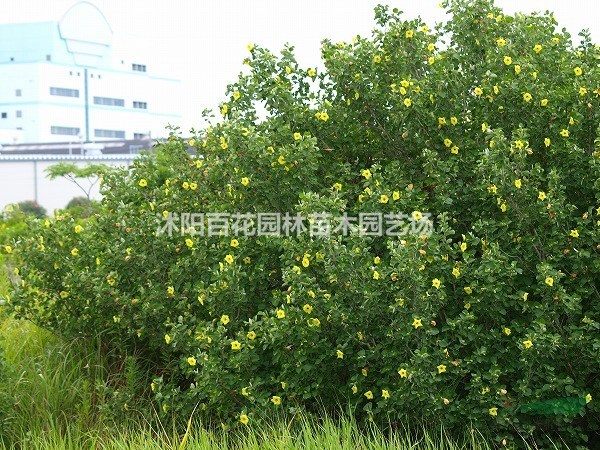 海濱木槿海濱木槿基地海濱木槿供應(yīng)