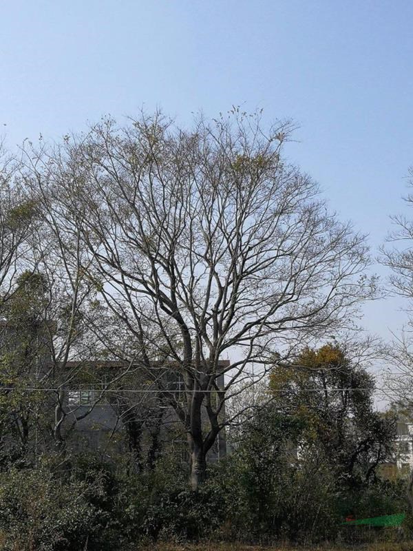 移栽樸樹