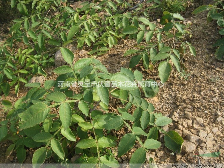 供应盐肤木苗木高1-1.5米30万株