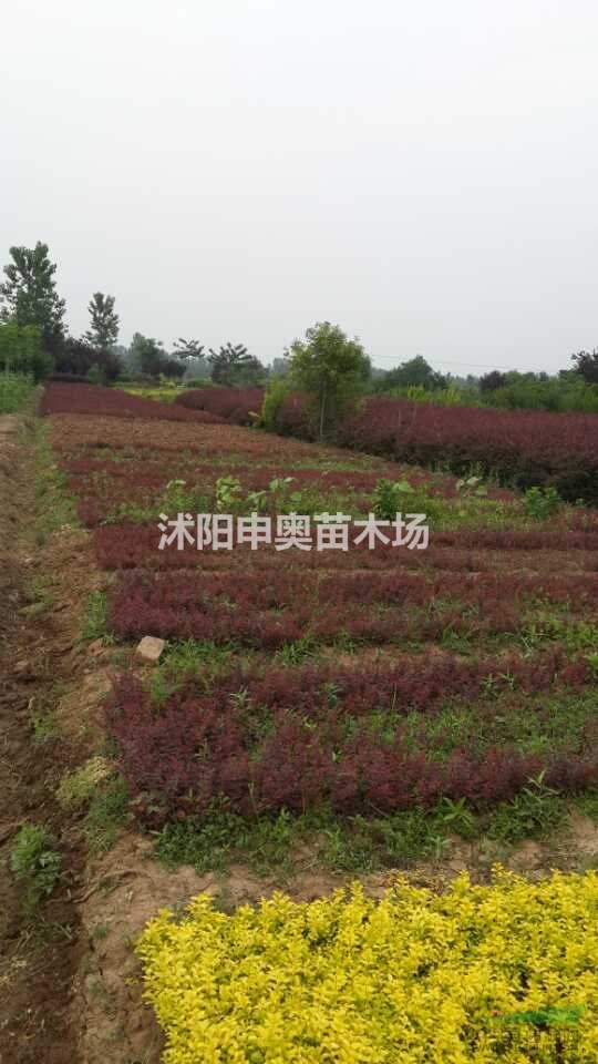 迎春床苗，繡線菊床苗，棣棠床苗，紫葉小檗床苗，紅王子床苗