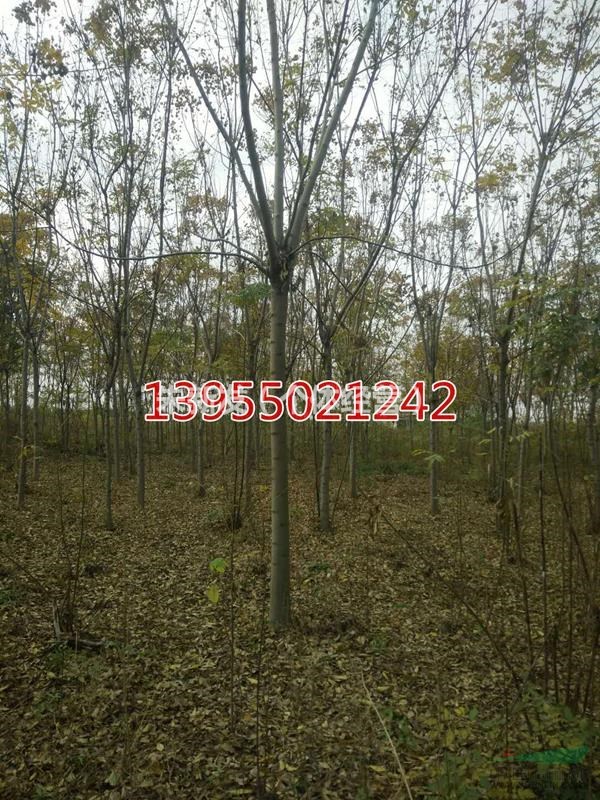 安徽滁州欒樹(shù)種植基地