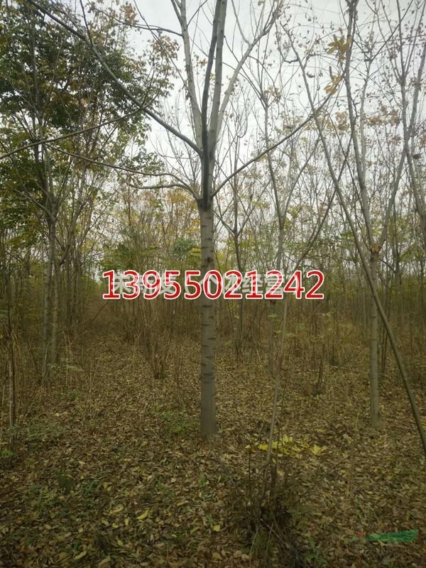 安徽滁州欒樹(shù)種植基地
