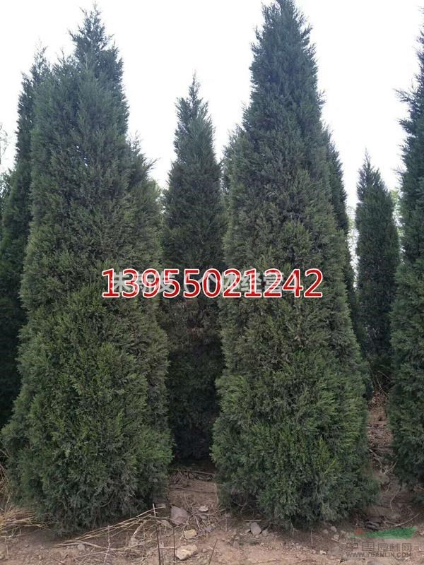 安徽滁州蜀檜種植基地，蜀檜大量低價供應(yīng)