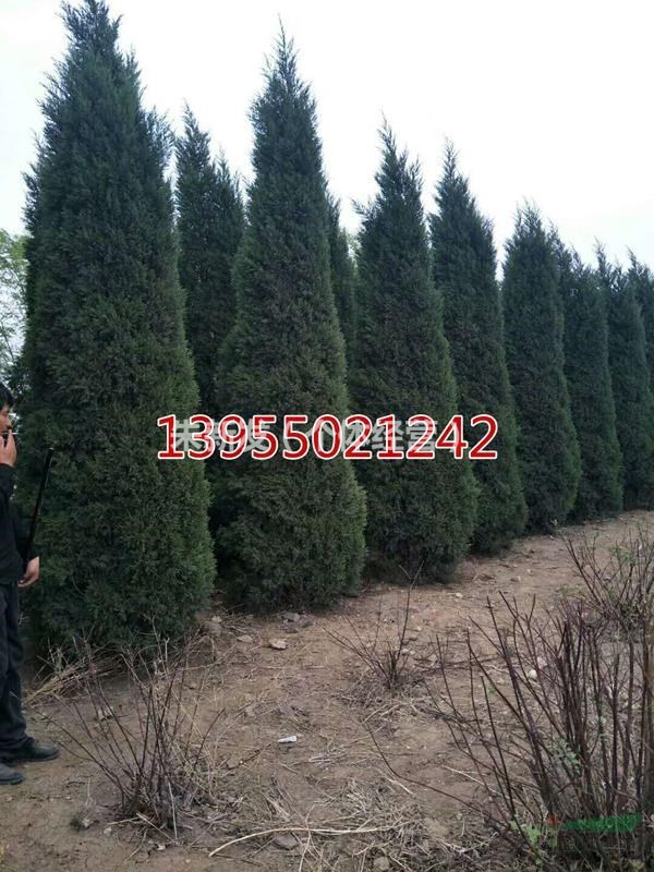 安徽蜀檜規(guī)格齊全,安徽滁州蜀檜價(jià)格優(yōu)惠