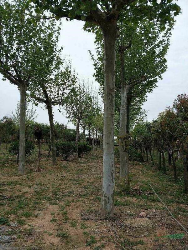 江蘇沭陽(yáng)國(guó)干苗圃供應(yīng)紫葉李，法桐