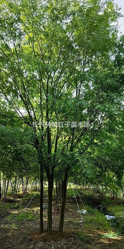 浙江提供郎瑜丛生，沙朴树丛生