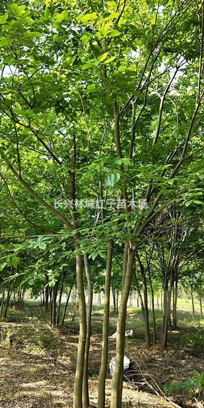浙江提供郎瑜丛生，沙朴树丛生