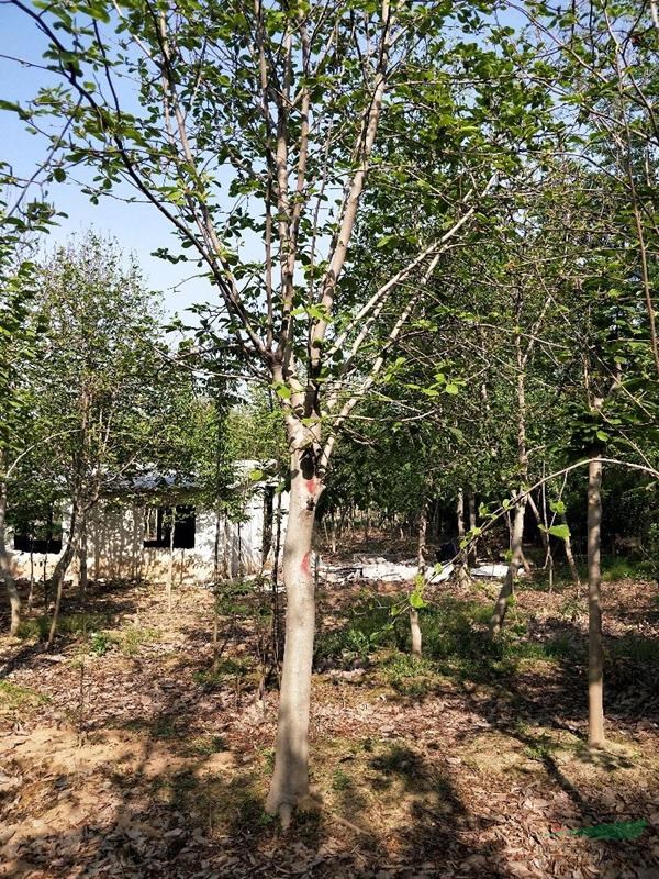 江蘇沭陽國干苗圃供應(yīng)紫玉蘭，石楠球，冬青球