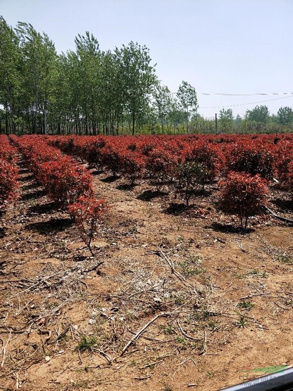 江蘇沭陽國干苗圃供應(yīng)紫玉蘭，石楠球，冬青球