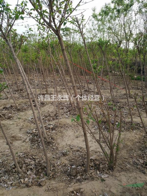 河南鄢陵供應(yīng)高桿臘梅，桿高1.6-1.8米